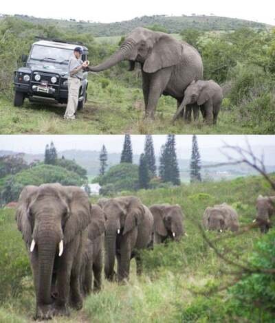 Šaptač slonovima